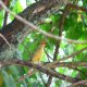 38- Un petit oiseau au joli sifflet 